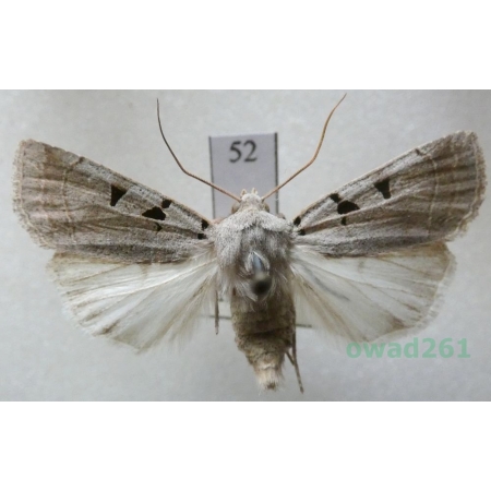Eugnorisma glareosa (Esper, 1788) Czech52